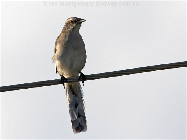 Tropical Mockingbird tropical_mockingbird_20688.psd