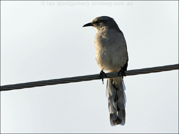 Tropical Mockingbird tropical_mockingbird_20692.psd