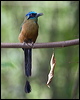 amazonian_motmot_206814