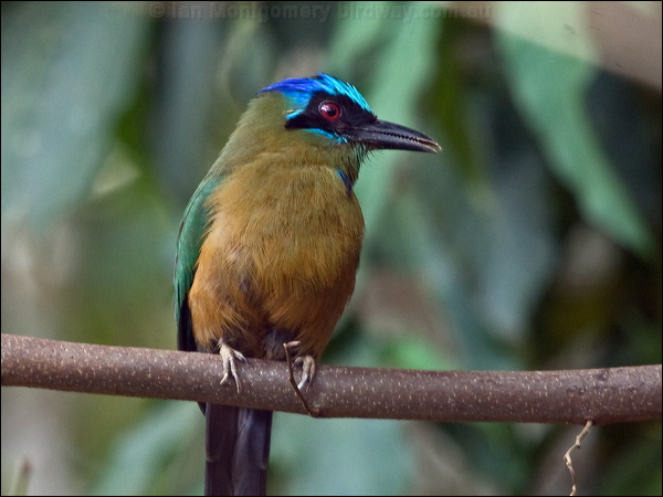 Amazonian Motmot amazonian_motmot_206804.psd