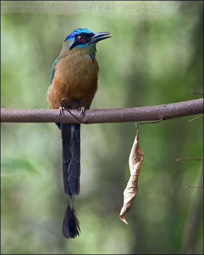 Amazonian Motmot amazonian_motmot_206814.psd