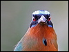 trinidad_motmot_21002