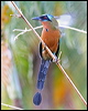 trinidad_motmot_21037