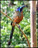 trinidad_motmot_21120