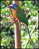 trinidad_motmot_21140