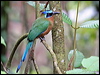 trinidad_motmot_21502