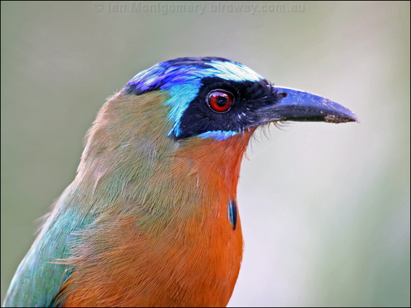 Trinidad Motmot trinidad_motmot_21001.psd