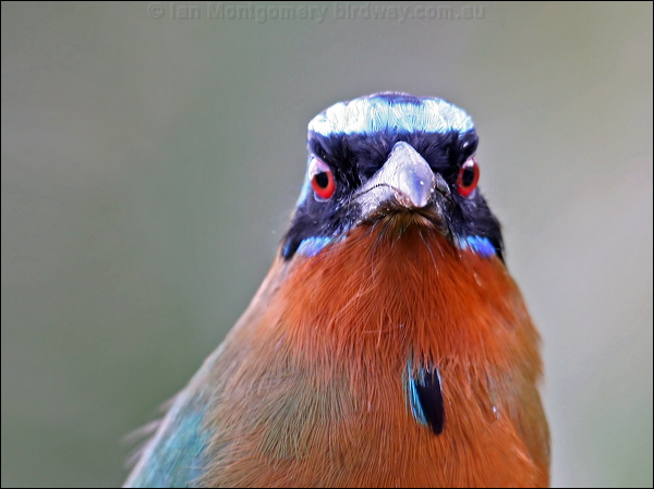 Trinidad Motmot trinidad_motmot_21002.psd