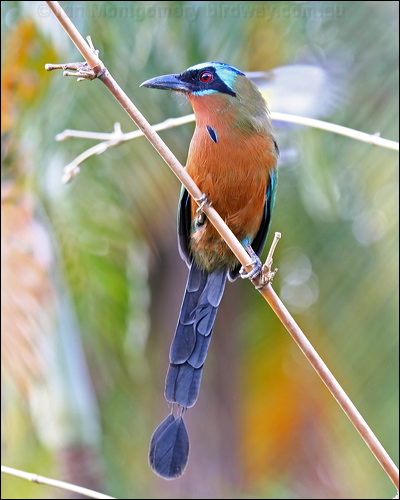 Trinidad Motmot trinidad_motmot_21037.psd