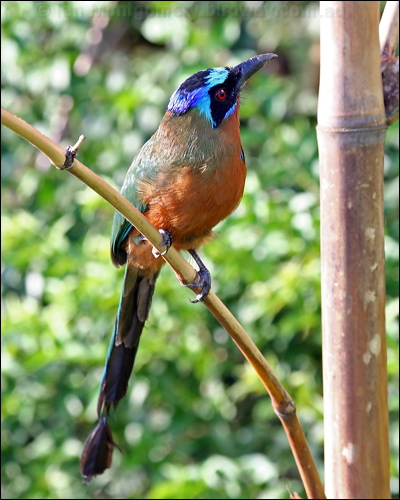 Trinidad Motmot trinidad_motmot_21120.psd