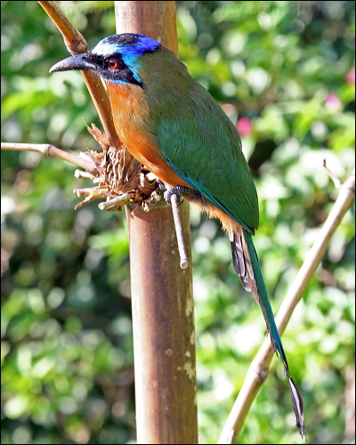 Trinidad Motmot trinidad_motmot_21140.psd