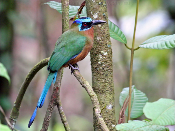 Trinidad Motmot trinidad_motmot_21502.psd