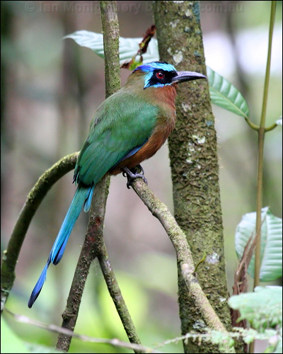 Trinidad Motmot trinidad_motmot_21508.psd