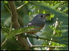 black_faced_monarch_181993