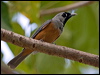 black_faced_monarch_189727