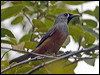 black_faced_monarch_189740