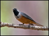 black_faced_monarch_189747