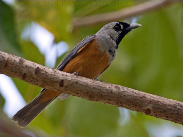 Black-faced Monarch black_faced_monarch_189727.psd
