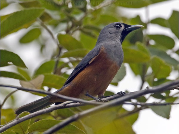 Black-faced Monarch black_faced_monarch_189740.psd