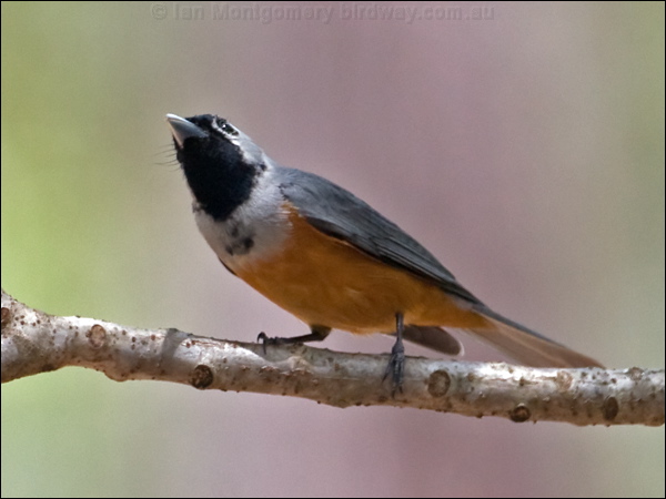 Black-faced Monarch black_faced_monarch_189747.psd