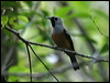 blackwinged_monarch_04794