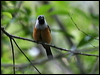 blackwinged_monarch_04797