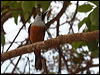 blackwinged_monarch_97165