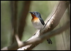 Click here to enter gallery and see photos/pictures/images of Broad-billed Flycatcher