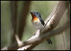 broadbill_flycatcher_09381