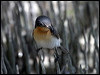broadbill_flycatcher_09732
