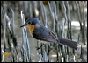 broadbill_flycatcher_09734