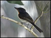 broadbill_flycatcher_09739