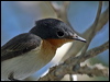 broadbill_flycatcher_09745