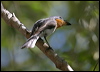 broadbill_flycatcher_09748