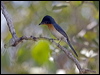 broadbill_flycatcher_94122