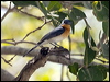 broadbill_flycatcher_94124