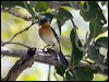 broadbill_flycatcher_94126