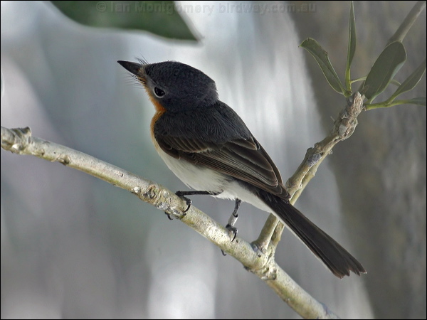Broad-billed Flycatcher broadbill_flycatcher_09739.psd