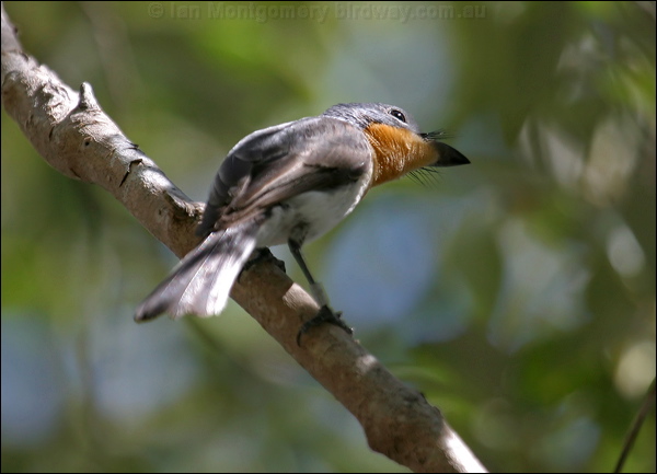Broad-billed Flycatcher broadbill_flycatcher_09748.psd