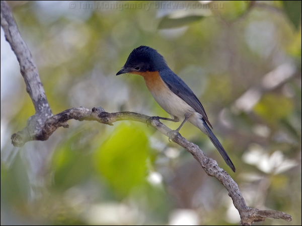 Broad-billed Flycatcher broadbill_flycatcher_94122.psd