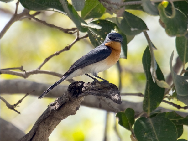 Broad-billed Flycatcher broadbill_flycatcher_94124.psd