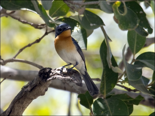 Broad-billed Flycatcher broadbill_flycatcher_94126.psd