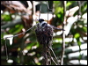 frill_neck_monarch_97358