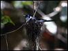 frill_neck_monarch_97391