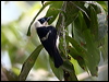 frill_neck_monarch_97408