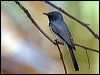 Click here to enter gallery and see photos/pictures/images of Leaden Flycatcher