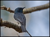 leaden_flycatcher_150825