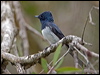 leaden_flycatcher_151542