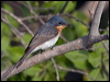 leaden_flycatcher_165144