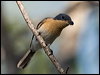 leaden_flycatcher_170068